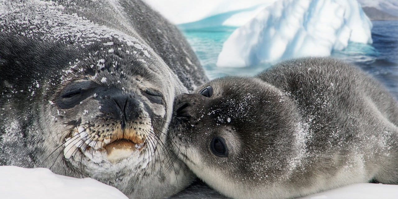 seals-5649497_1280